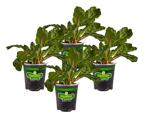 Bonnie Plants Swiss Chard shows a flat wide midrib for easy prep.