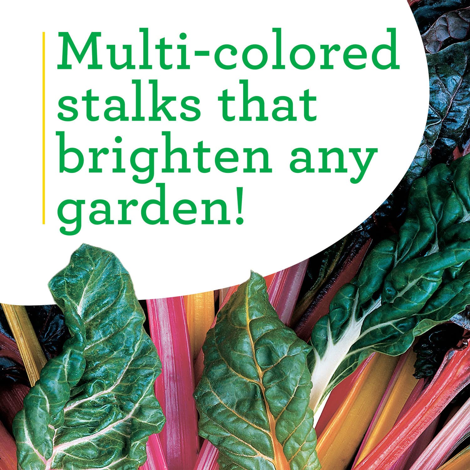 Bonnie Plants Swiss Chard with vibrant green stems for fresh meals.