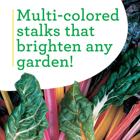 Bonnie Plants Swiss Chard with vibrant green stems for fresh meals.