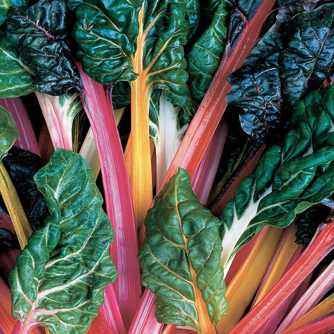 Bonnie Plants Swiss Chard with large leaves for generous harvests.