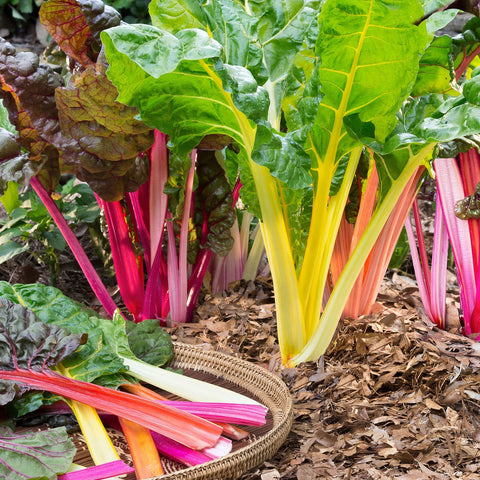 Bonnie Plants Swiss Chard features an upright rosette adding garden color.