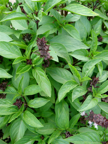Bonnie Plants Thai Basil green leaves harvested-ready, perfect for stir-fries and spring rolls.