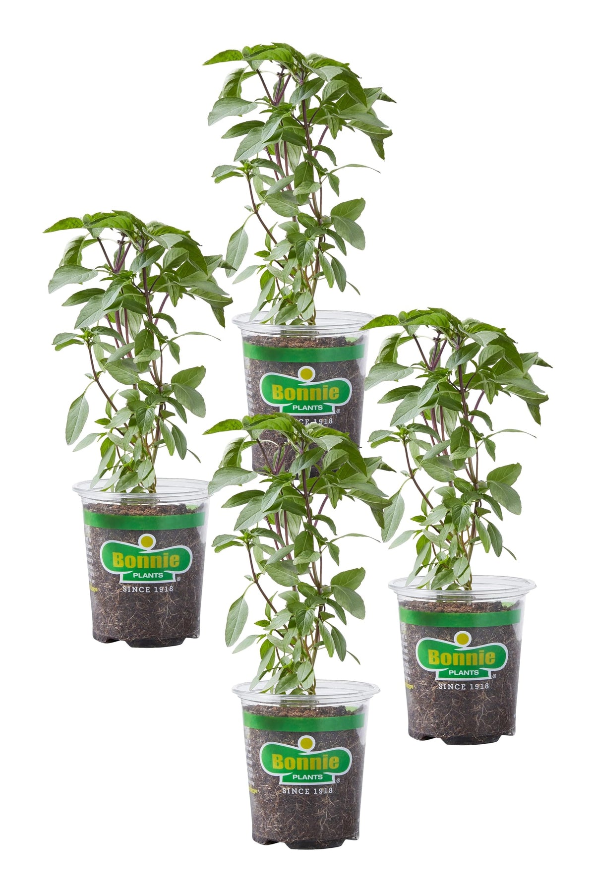 Bonnie Plants Thai Basil live plant, front view, ready to harvest for fragrant Thai dishes.