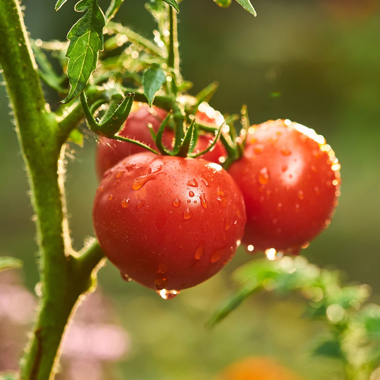 Bonnie Plants compact 2 ft tall tomato ready for small-space harvests