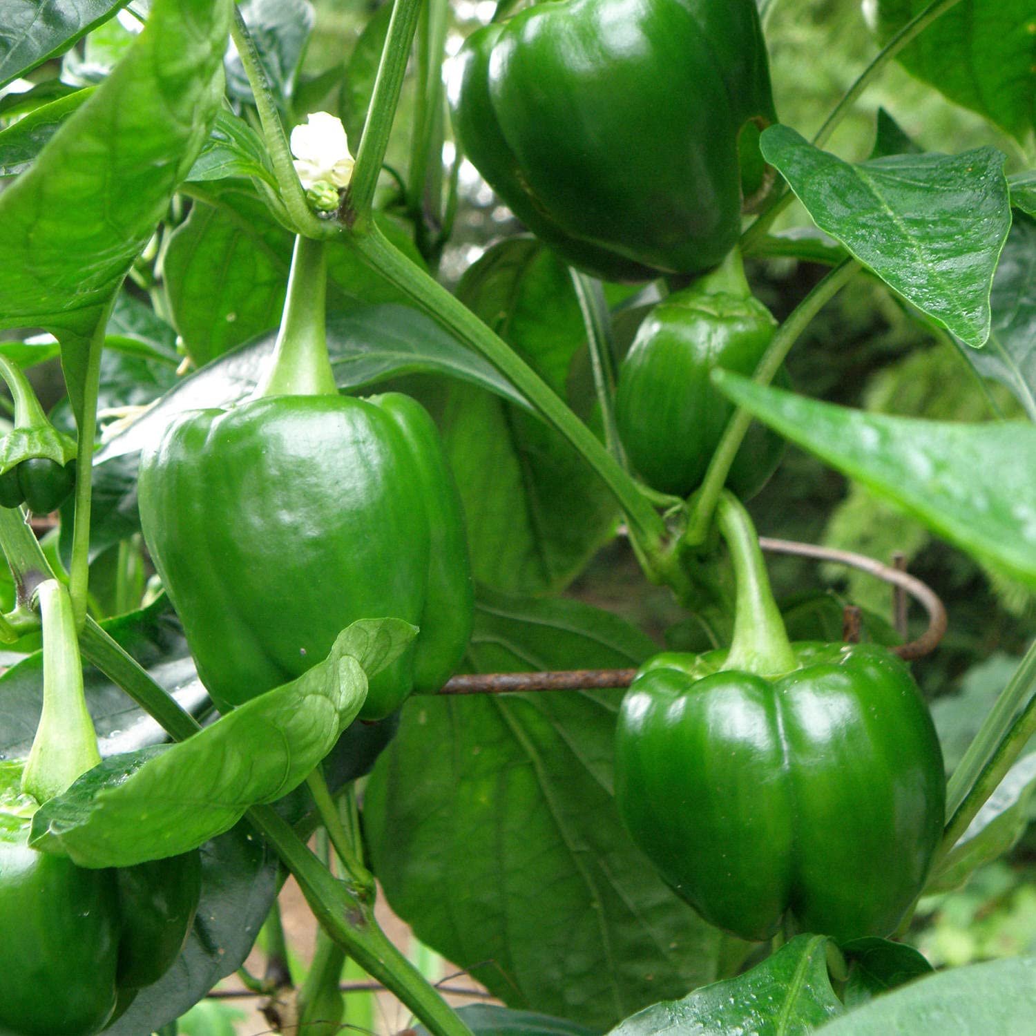 Bonnie Plants two to three ft pepper plants showing sturdy growth.