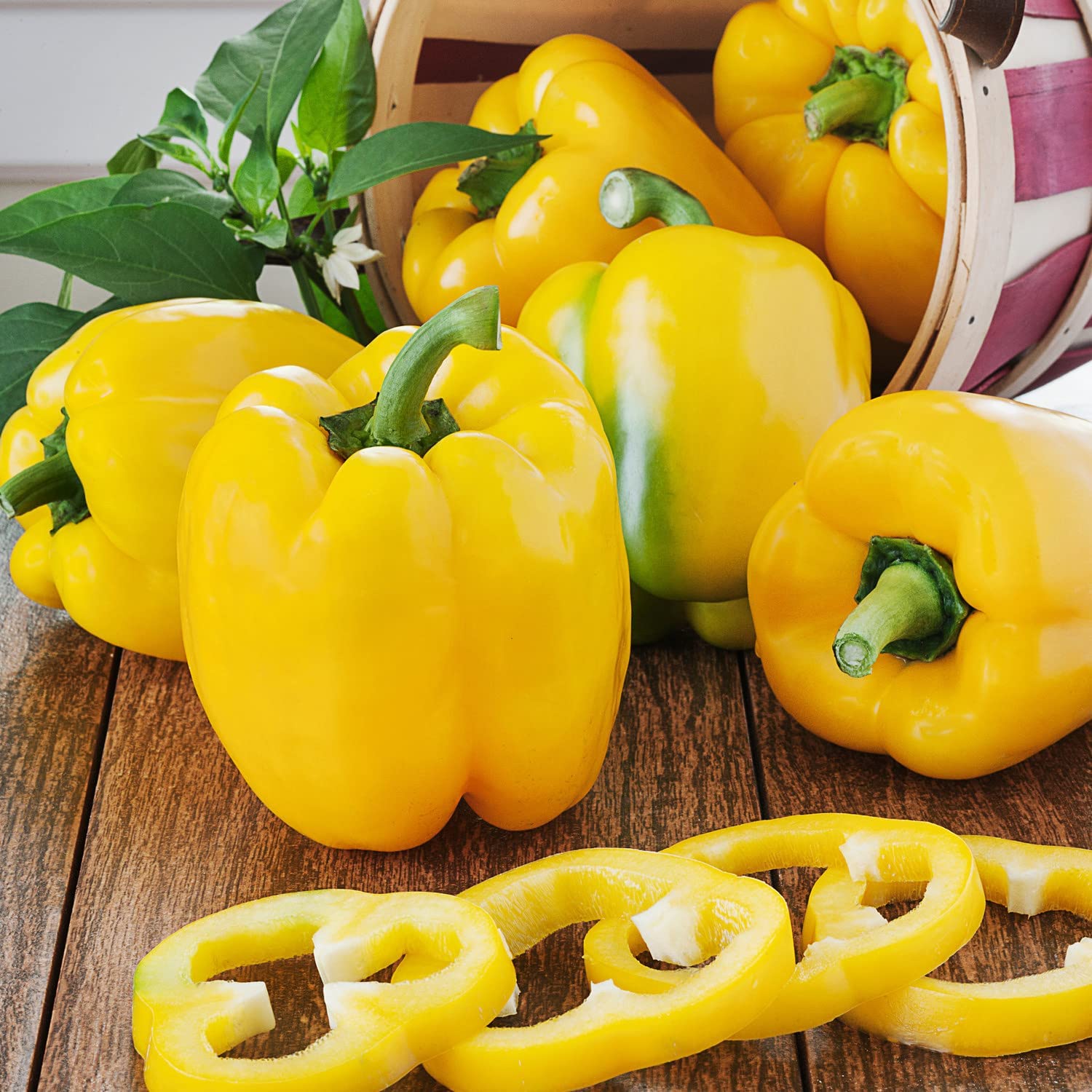 Harvest-ready peppers on Bonnie Plants yellow bell peppers for salads and stuffing.