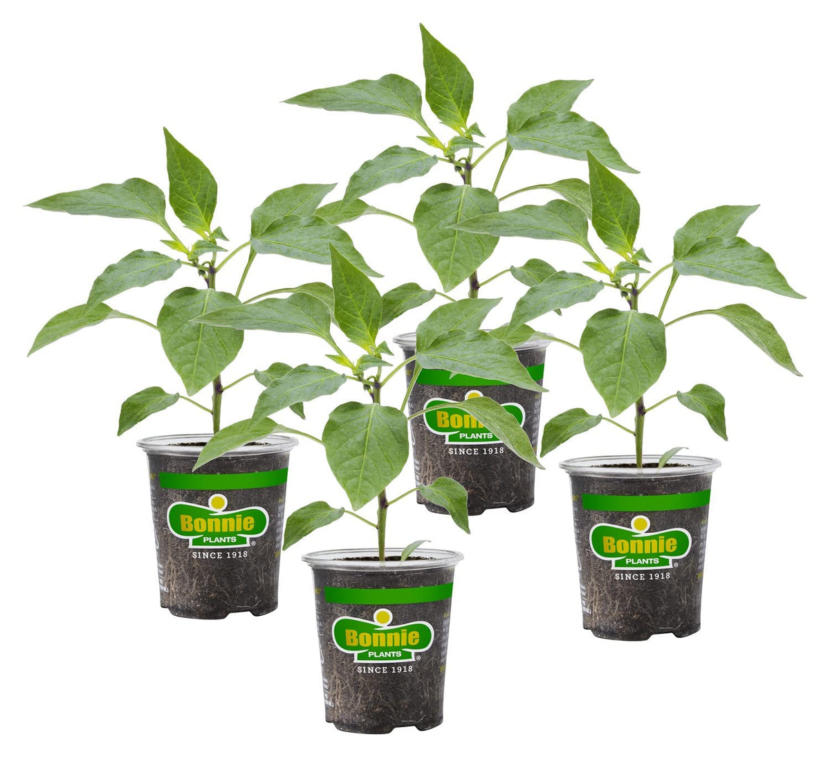 Bonnie Plants Yellow Bell Pepper live plants 4-pack for container gardening.
