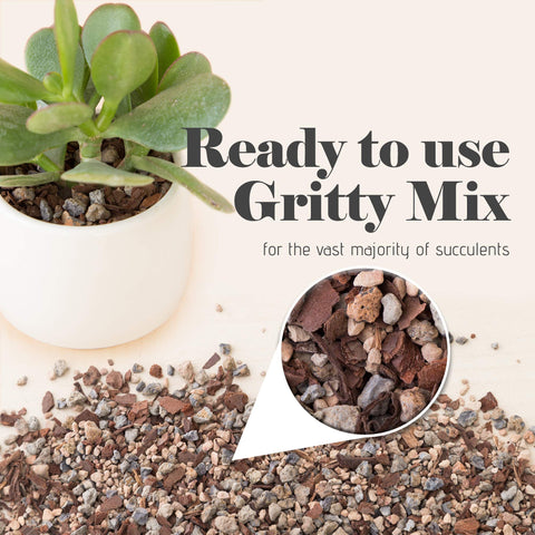 Bonsai Jack Jacks Gritty Mix used with succulents shows better water management.