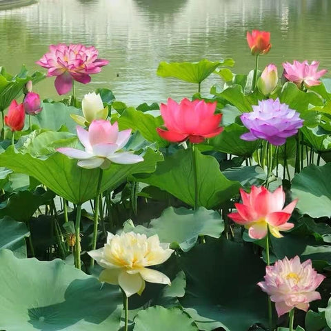 Bonsai Lotus Seeds easy setup ideal for hobby ponds and bonsai lovers.