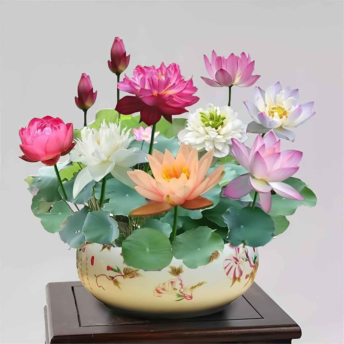 Bonsai Lotus Seeds mixed colors pack for bright pond decor and easy planting.