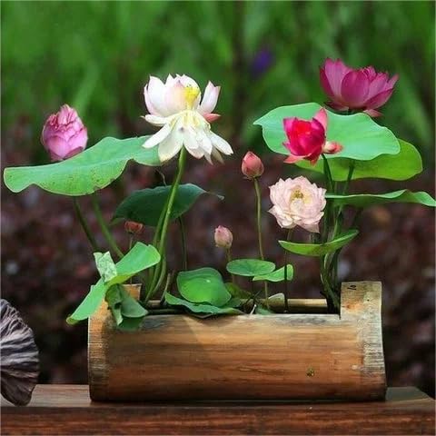 Bonsai Lotus Seeds soaking method supports successful sprouting and growth.