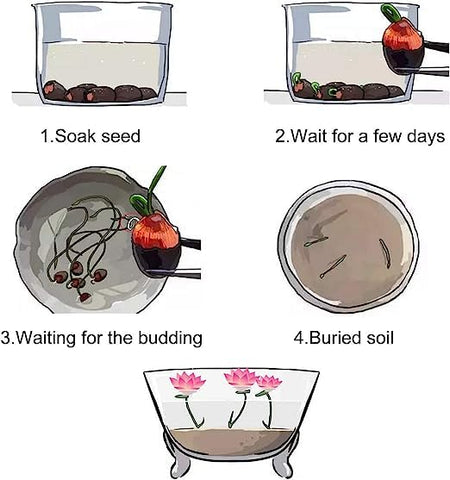 Bonsai Lotus Seeds pond care tips about proper water height.