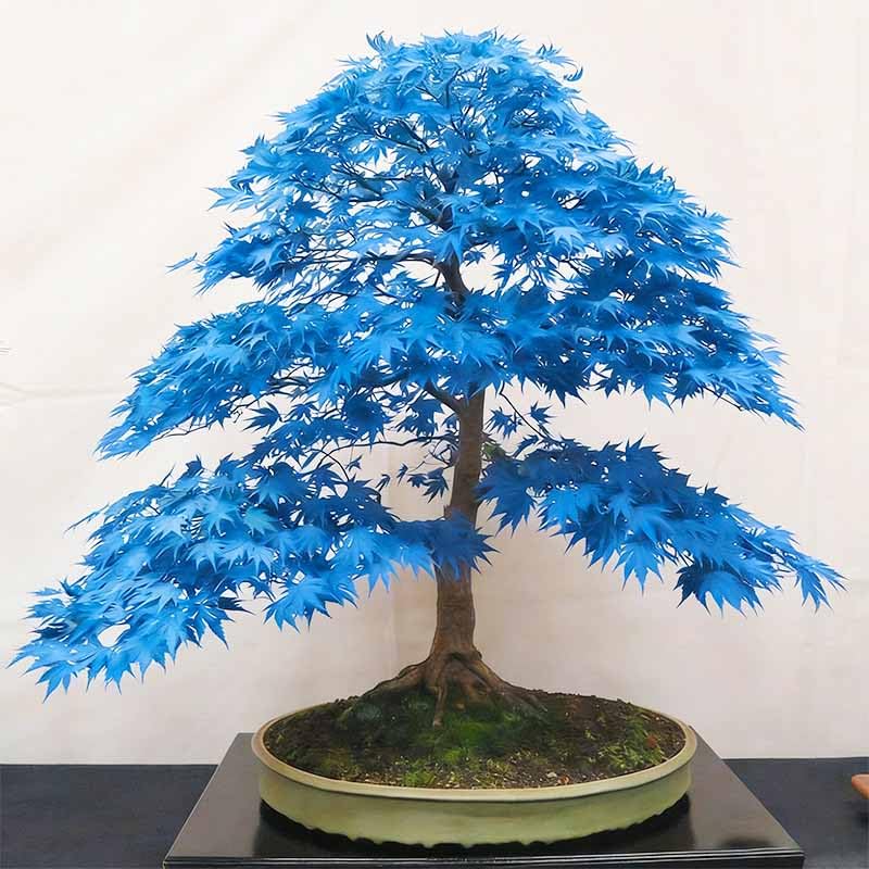 Bonsai Maple Seeds in-hand view supports planning and stratification readiness.