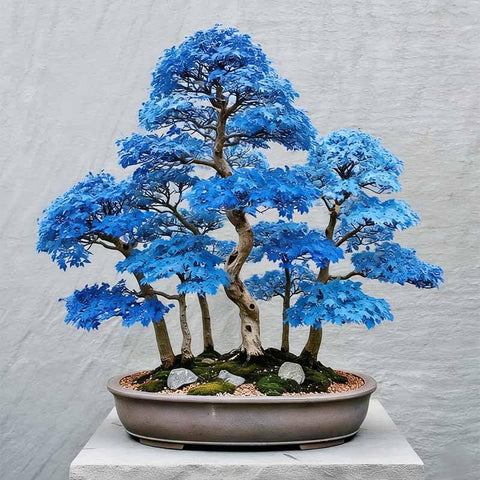 Bonsai Maple Seeds seed-pack for shade-ready trees in gardens.