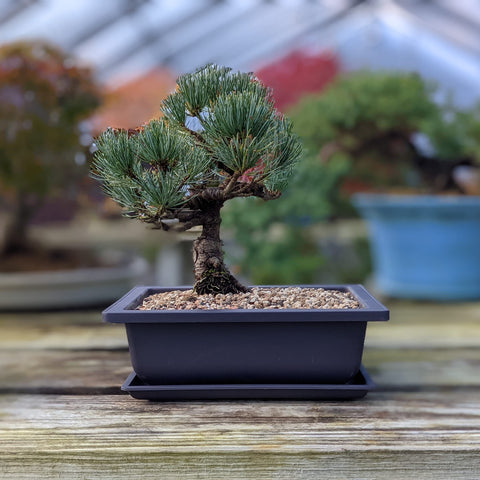 Bonsai Outlet 3-pack set ideal for indoor or outdoor bonsai training.