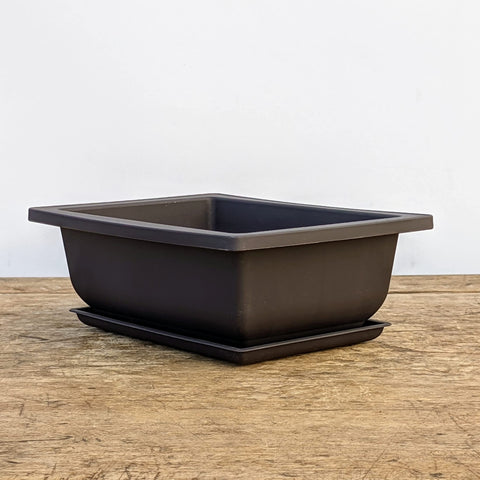Bonsai Outlet 6x4x2-1-2 inch pot ideal for indoor bonsai training.