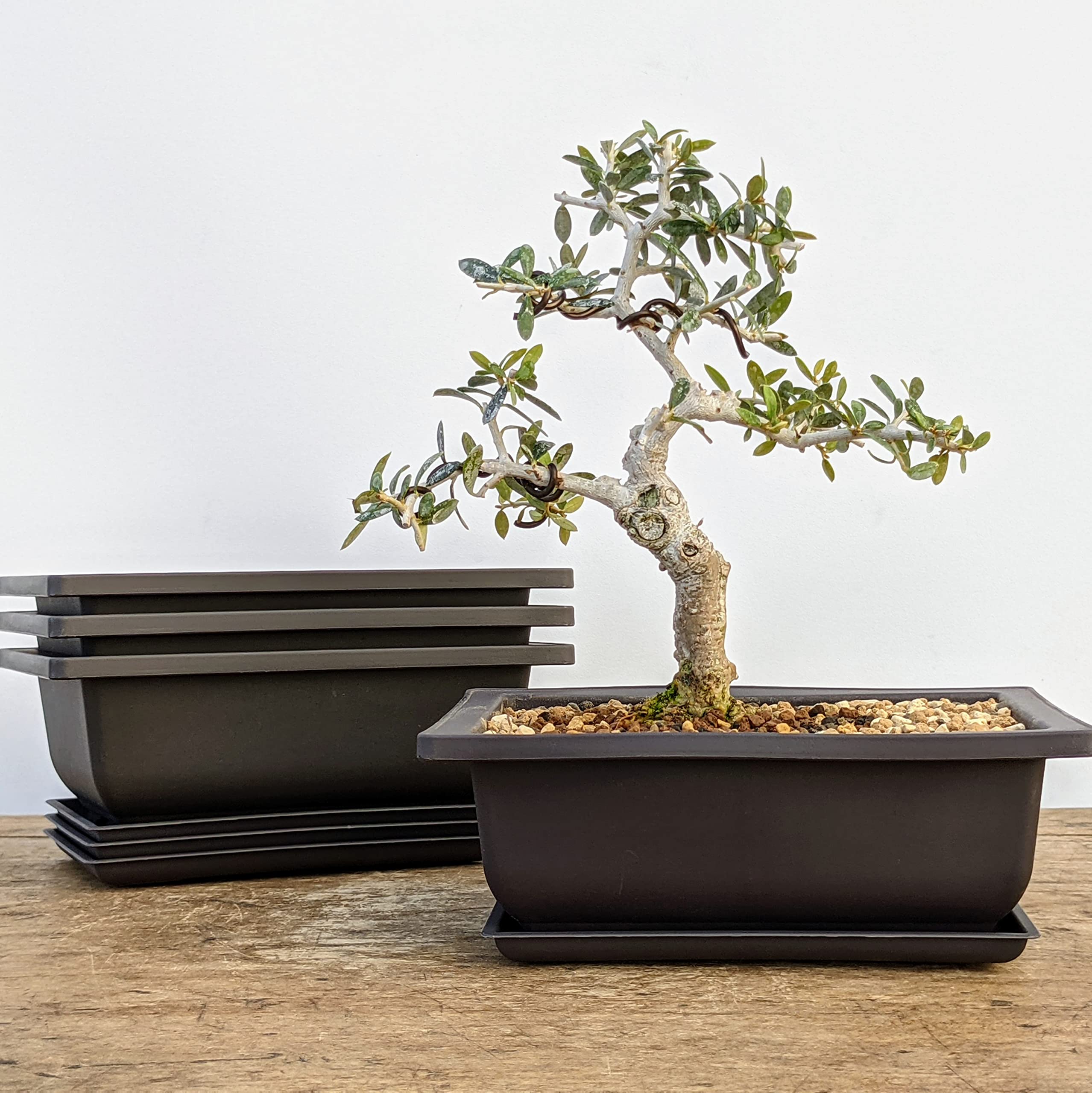 Bonsai Outlet crack-resistant plastic prevents breakage in rough handling.
