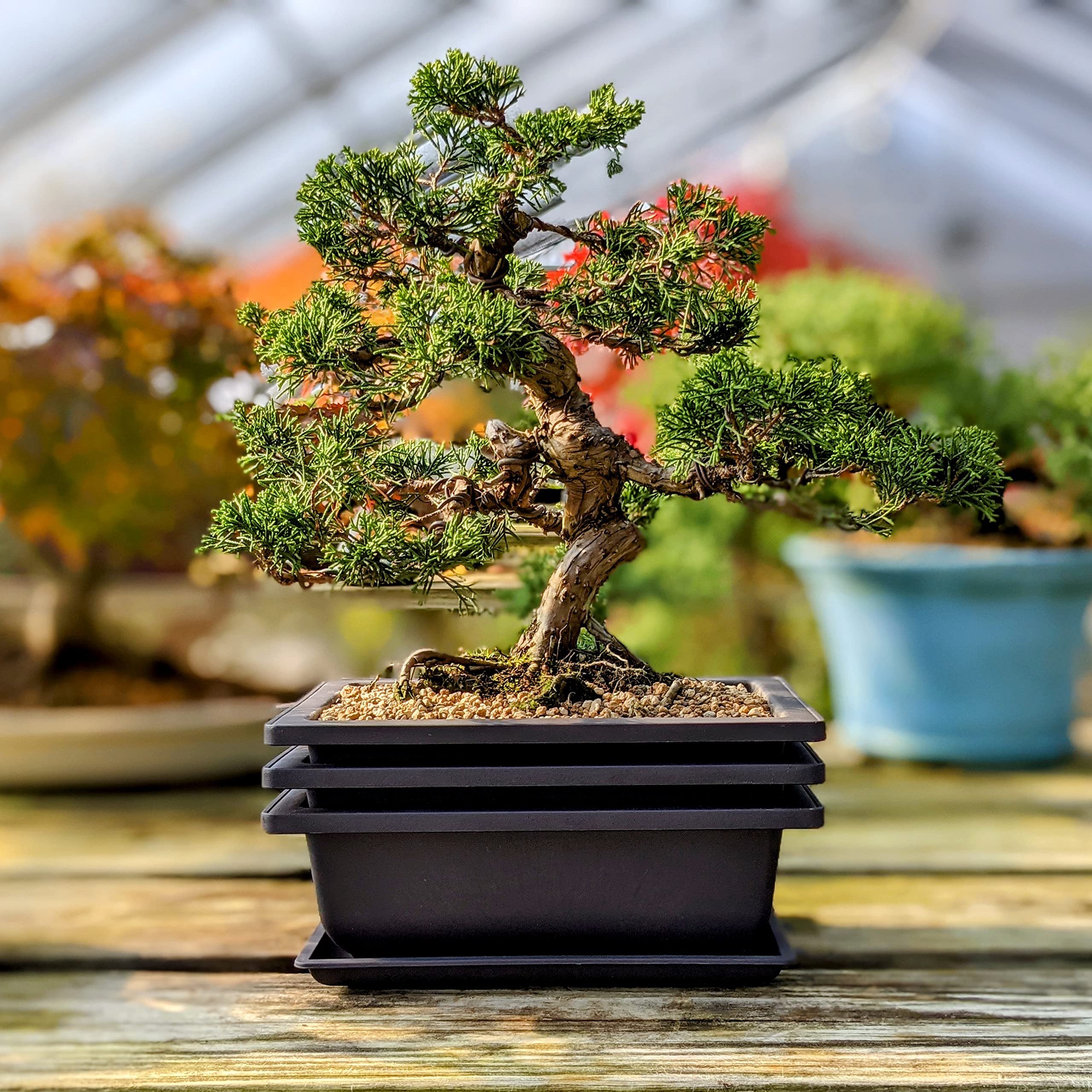 Bonsai Outlet poly-resin bonsai pot resists cracking in varying weather.