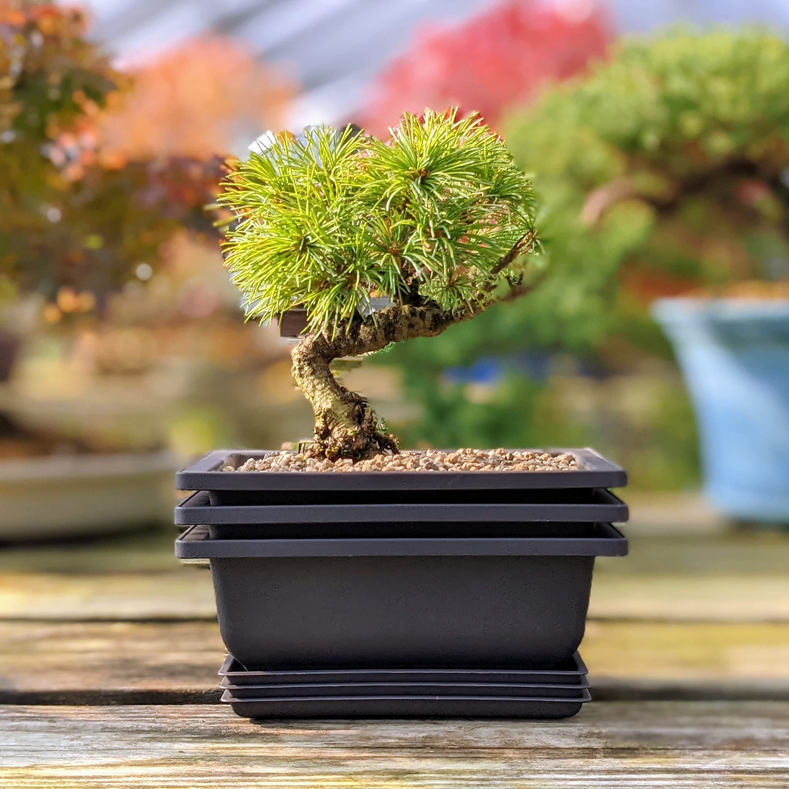 Bonsai Outlet poly-resin pot offers durable, shatter-proof construction for outdoor use.