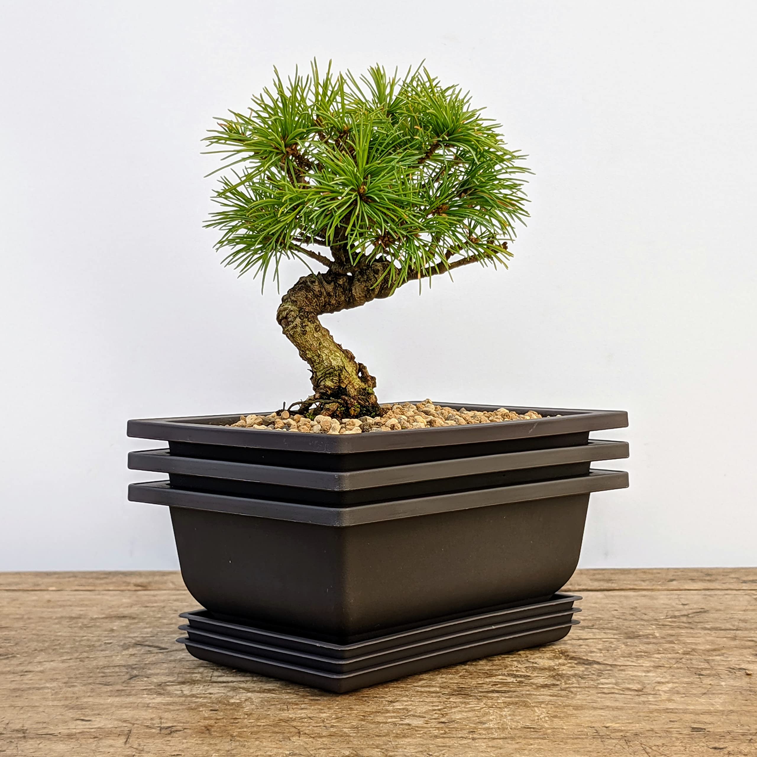 Bonsai Outlet color stays true through rain, snow, and sun.