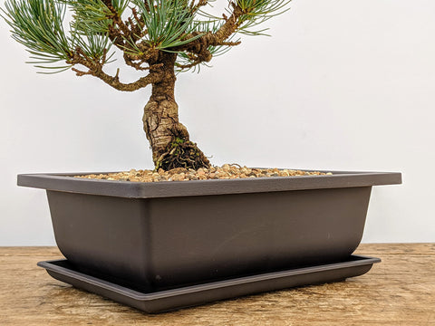 Bonsai Outlet stackable training pots for easy relocation and storage.