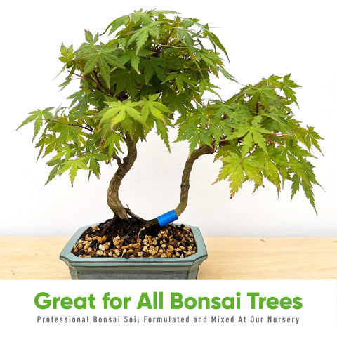 Bonsai Outlet Tinyroots potting setup for starter bonsai repotting