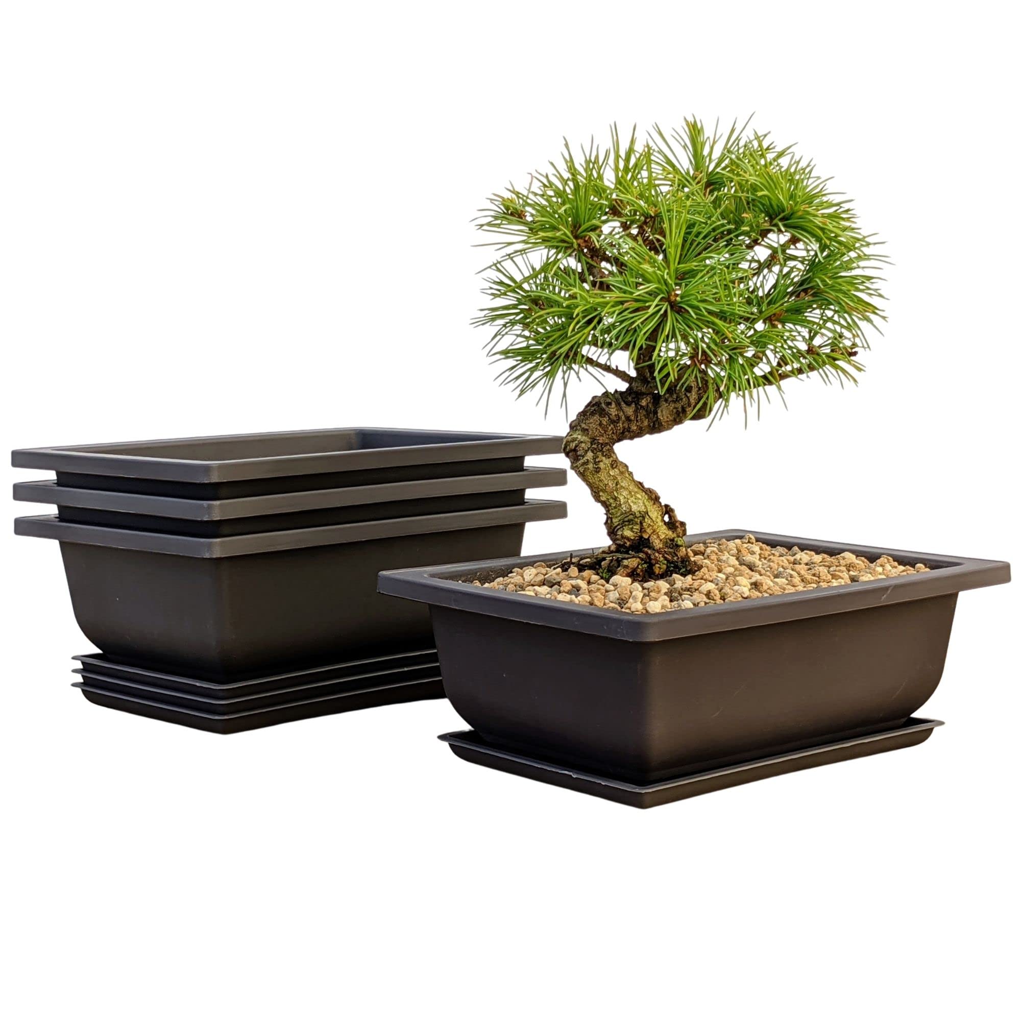 Bonsai Outlet training pot with built-in mesh for soil containment.
