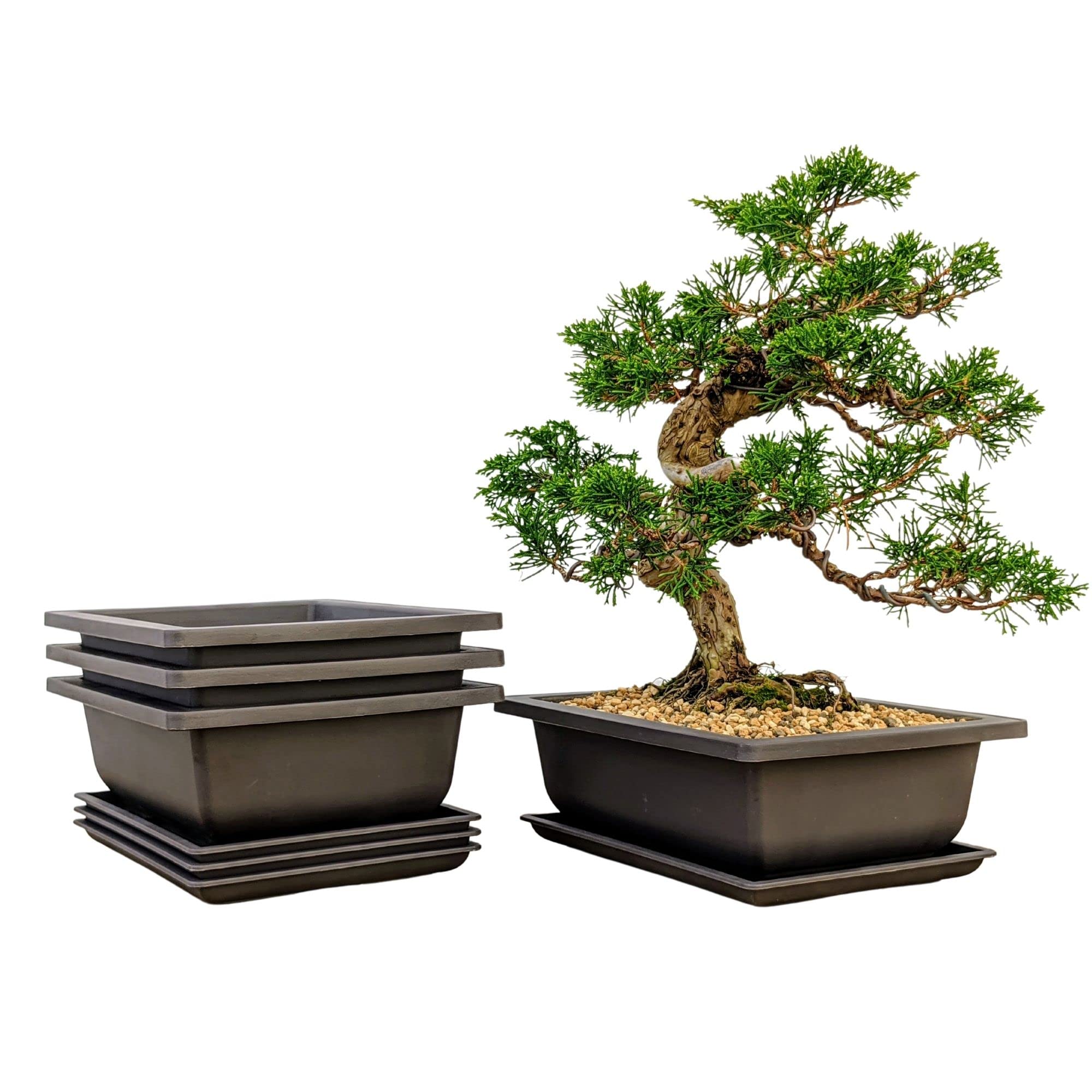 Bonsai Outlet training pot with humidity tray for consistent moisture and clean drainage.