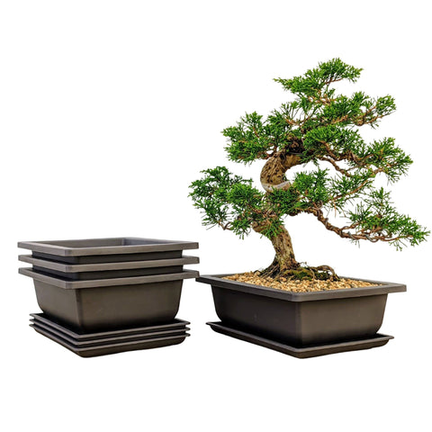Bonsai Outlet training pot with humidity tray for consistent moisture and clean drainage.