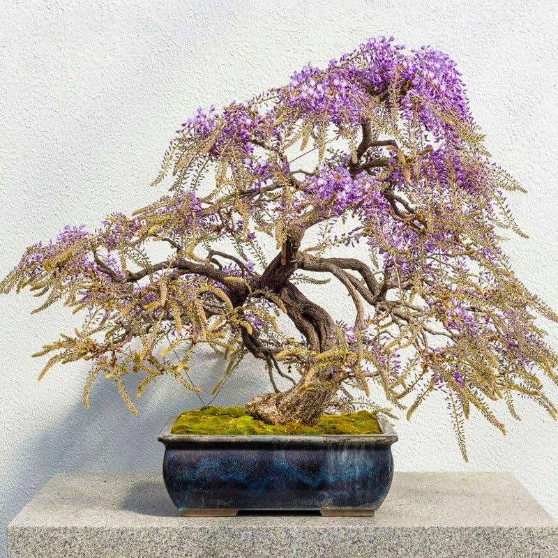 Bonsai wisteria bonsai young plant growth stage ready for pruning and shaping
