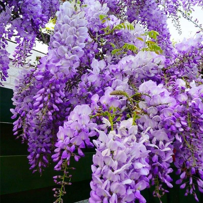 Bonsai wisteria seeds germination process close-up enabling successful sprouting