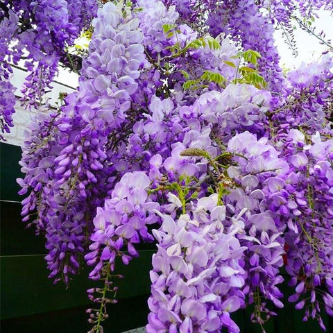 Bonsai wisteria seeds germination process close-up enabling successful sprouting
