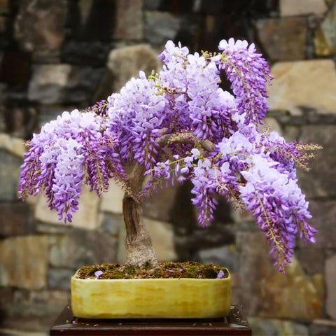 Bonsai wisteria seeds pack front view ideal for starting a decorative bonsai project