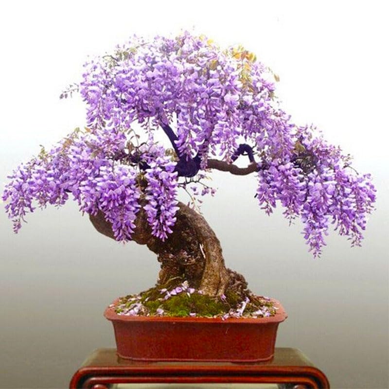 Bonsai wisteria seeds pack packaging close-up for hopeful indoor gardeners