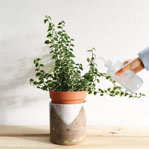 Bonsicoky clear polyethylene bottle for indoor plant care