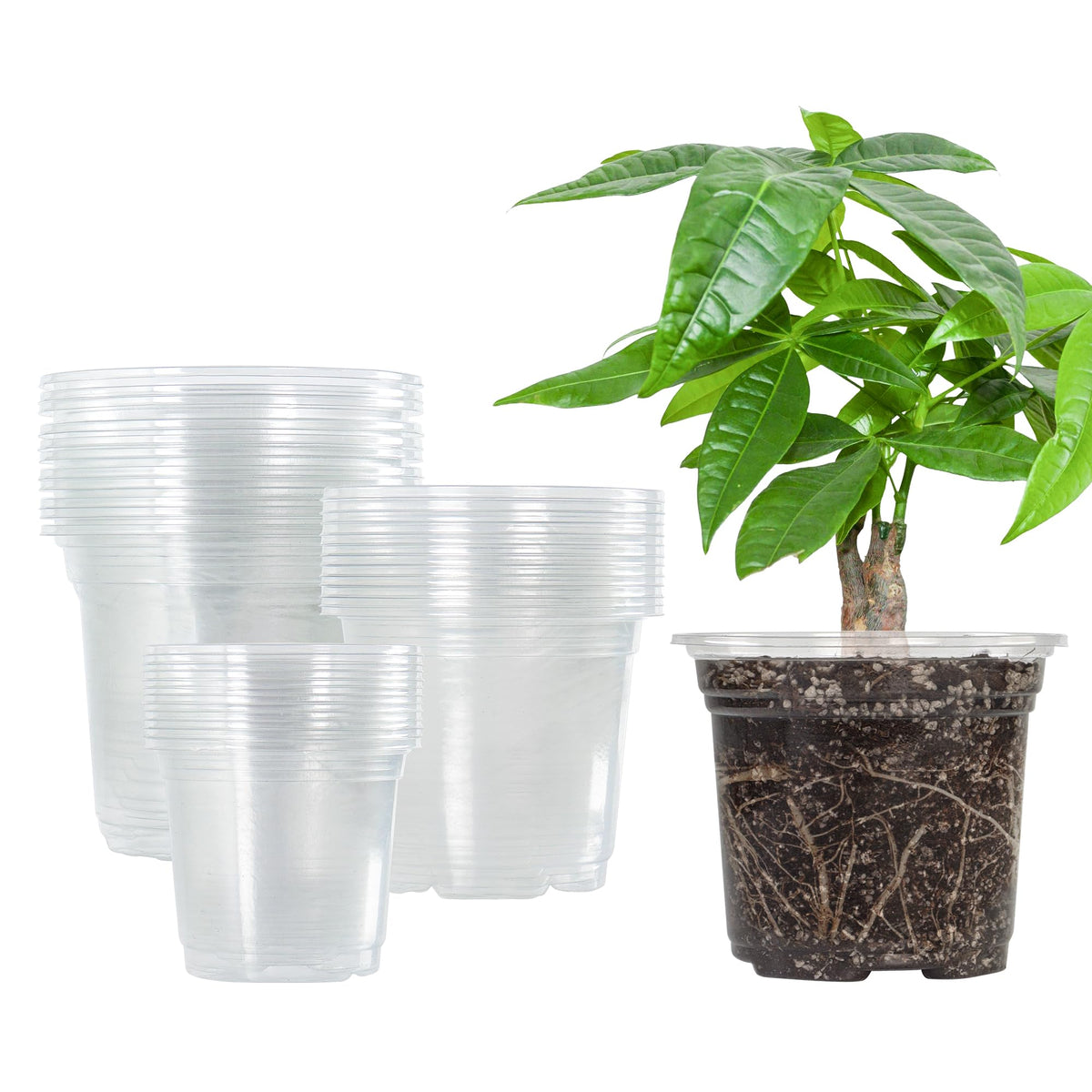 Bonviee 36-pack nursery pots in three sizes for seed starting and transplanting.