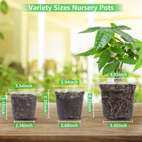 Bonviee clear nursery pot shows root growth and plant progress.