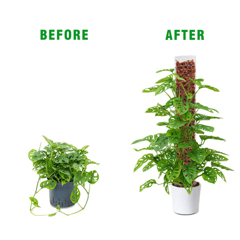 Bonviee garden ties included to secure climbing stems