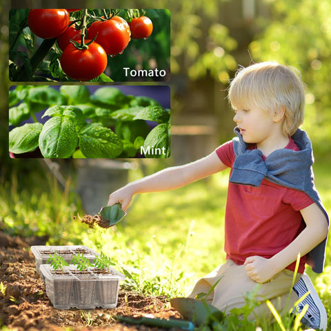 Bonviee greenhouse-ready seed starter tray design supports thriving seedlings.