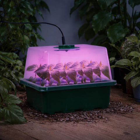 Bonviee indoor garden setup supports seedling growth from day one