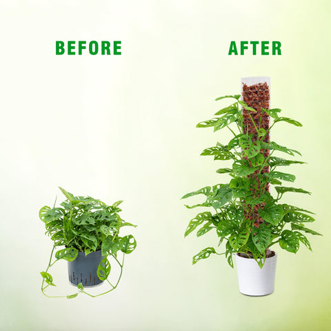 Bonviee Monstera climbing setup demonstrating quick, tidy installation.