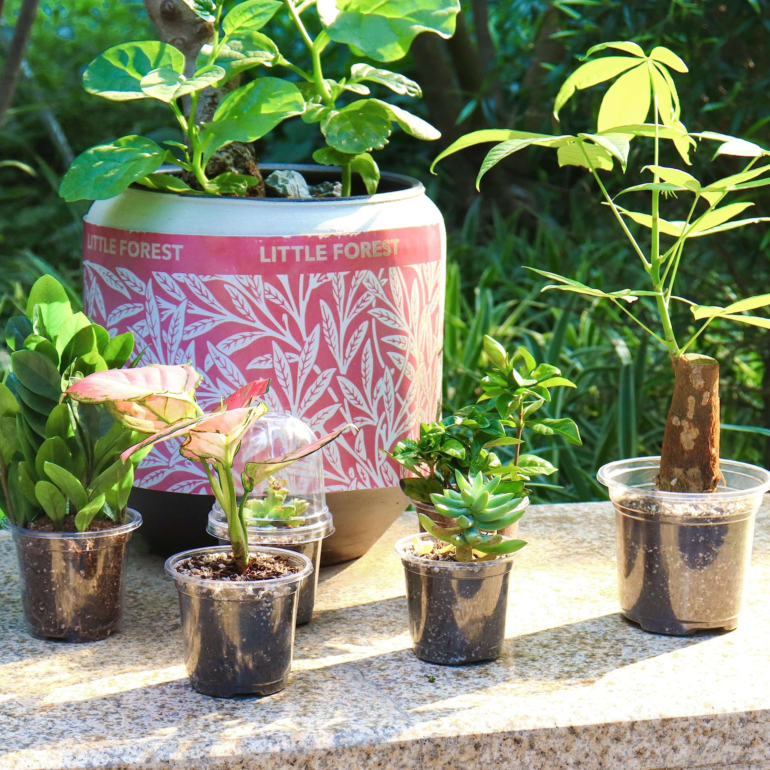 Bonviee pots for vegetables, herbs, and succulents at home.