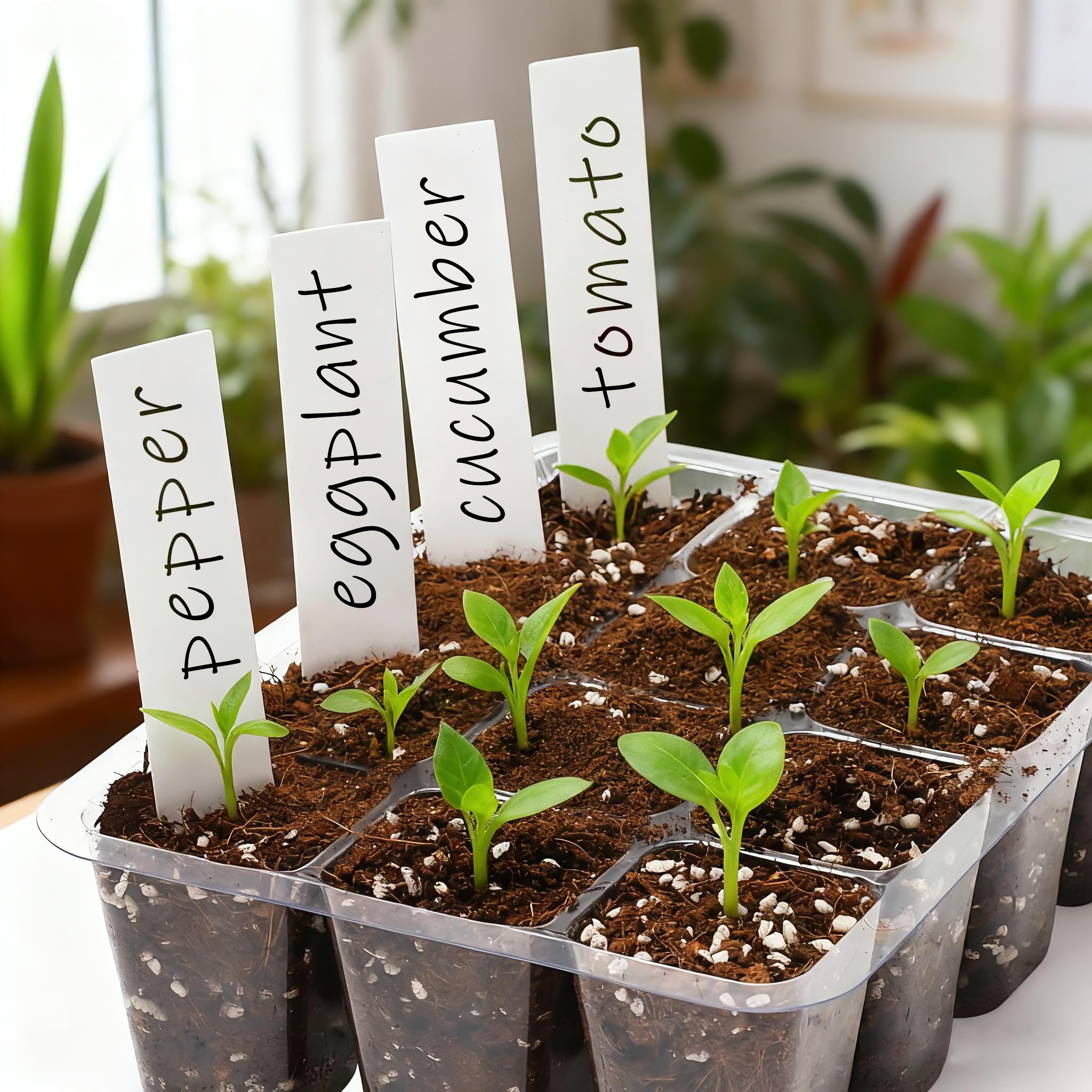 Bonviee seed starter tray placed on windowsill ready for indoor germination