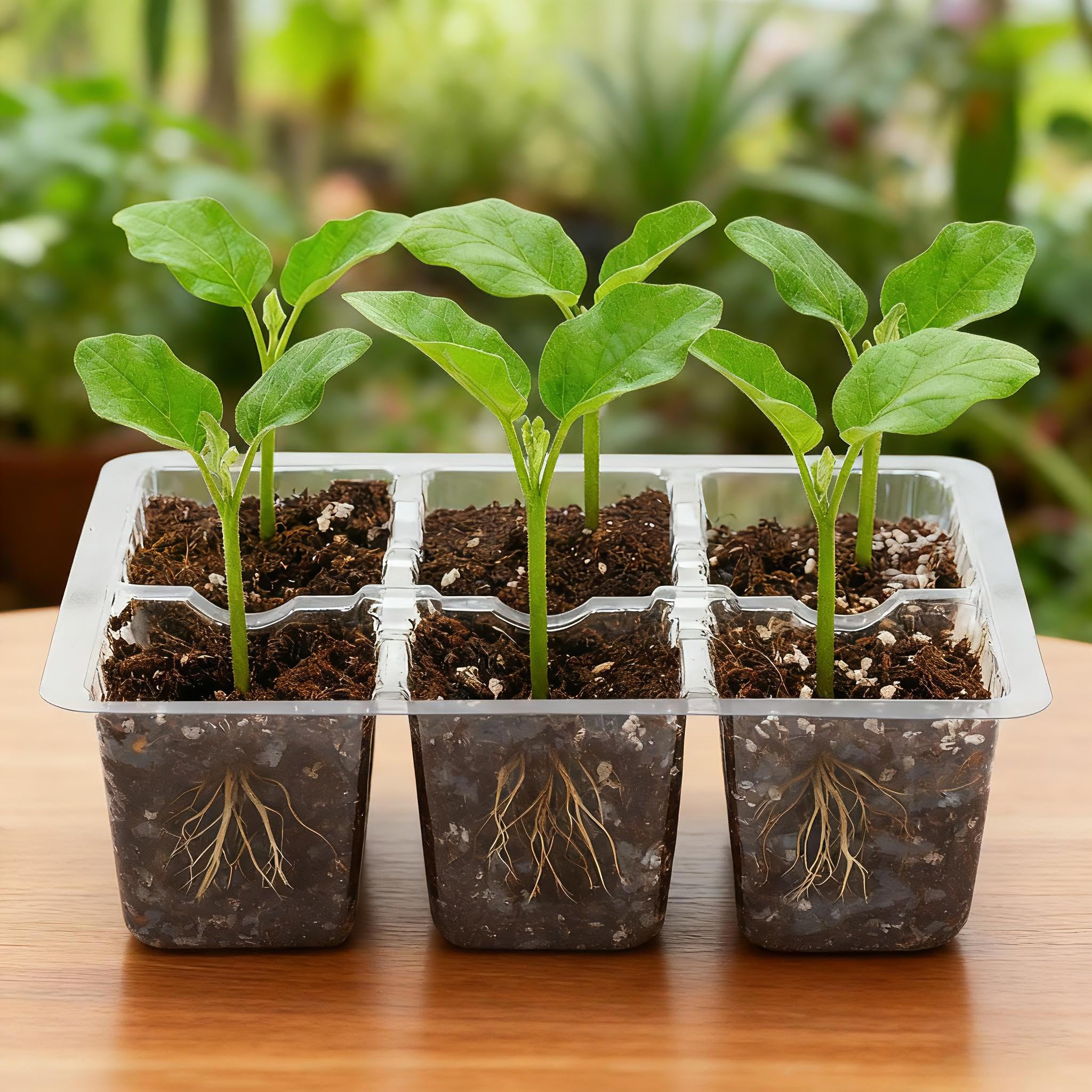 Bonviee seed starter tray in use for transplant-ready seedlings to larger pots.