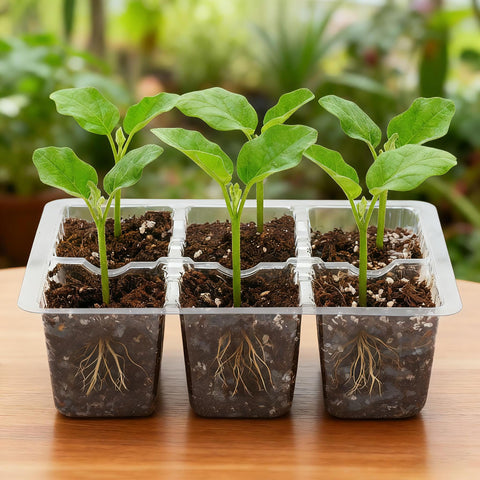 Bonviee seed starter tray in use for transplant-ready seedlings to larger pots.
