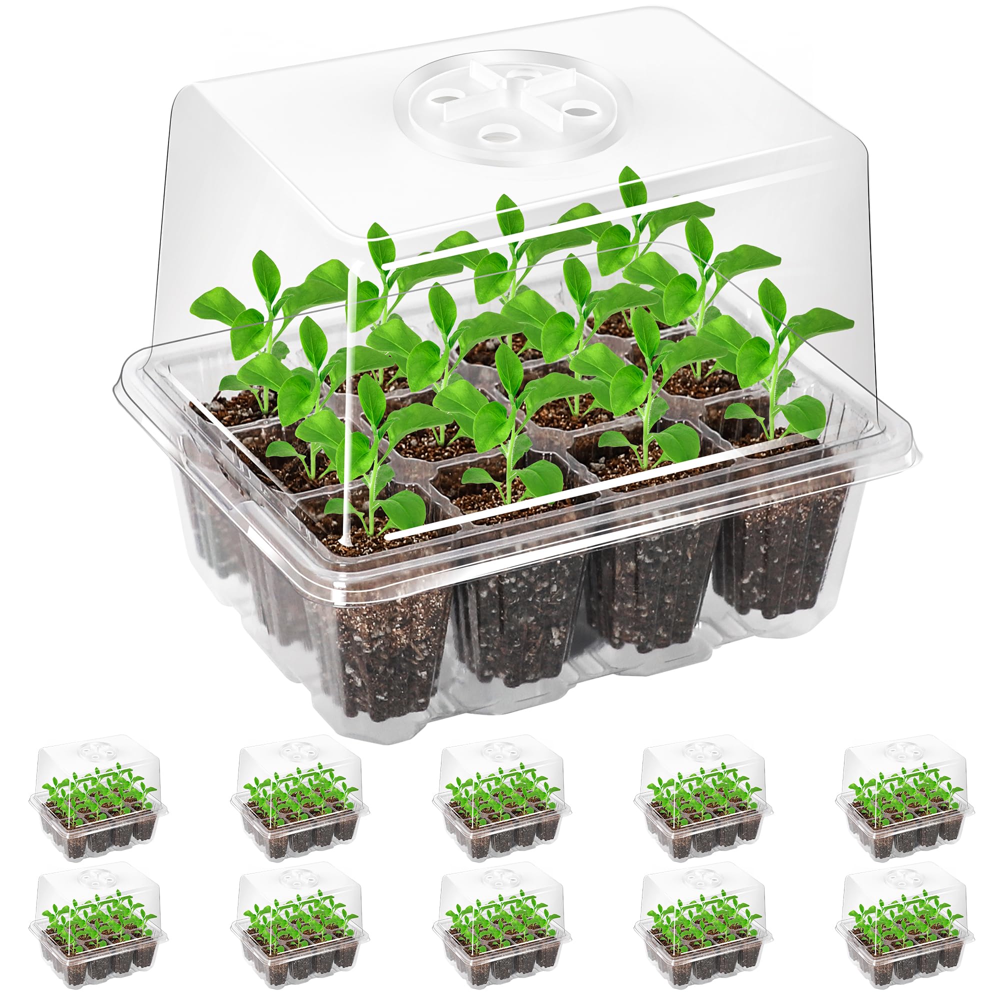 Bonviee seed starter tray with elevated lid promotes root growth and vigorous germination.