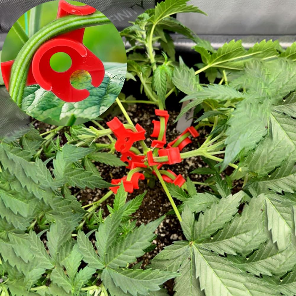 Booge red and white color-coded clips simplify tracking plant growth.
