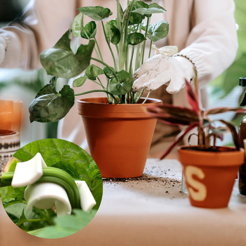 Booge clips designed for tents and greenhouses for precise plant training.