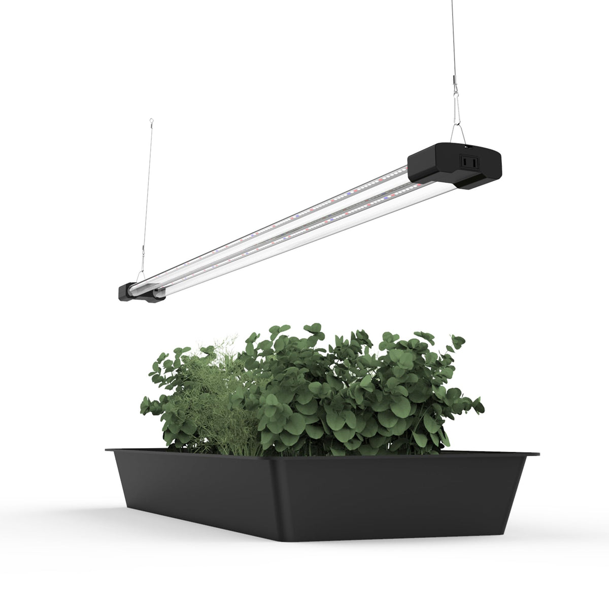 BoostGro 4ft LED grow light over succulents promotes balanced growth