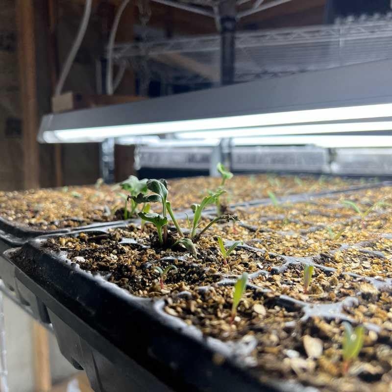 Bootstrap Farmer BPA-free recycled plastic tray for safe, durable propagation